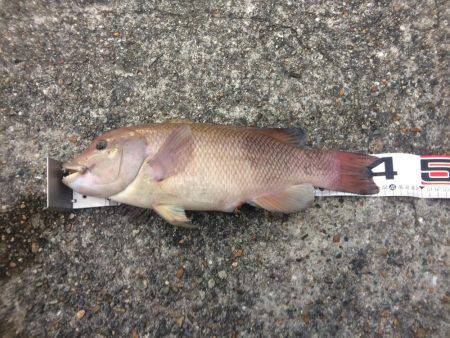 今日から戎さんやん(投げ練10日目)