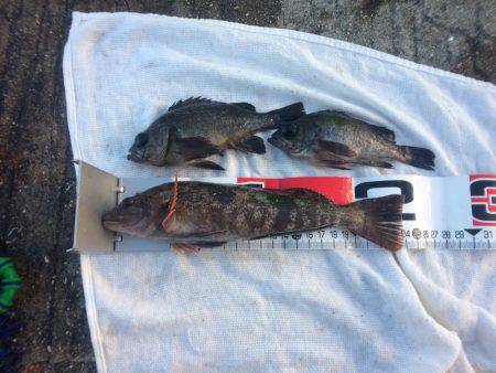 寒波で水温も急降下かな