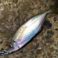 ライトゲームは楽しい。