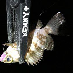 メバルシーズン