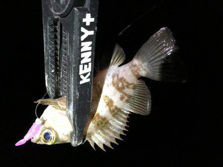 メバルシーズン