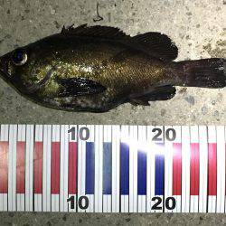 淡路の魚は優しかった。