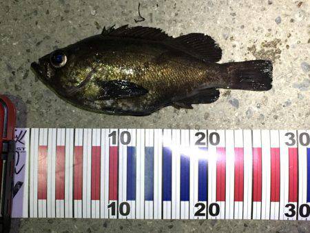 淡路の魚は優しかった。