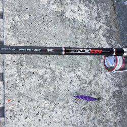 今年は少ない？