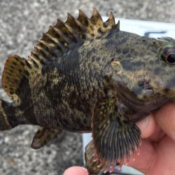 探りましたが‥