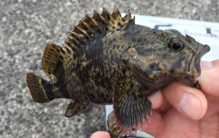 探りましたが‥