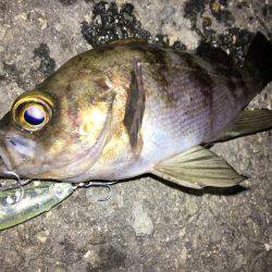 メバリング遠征