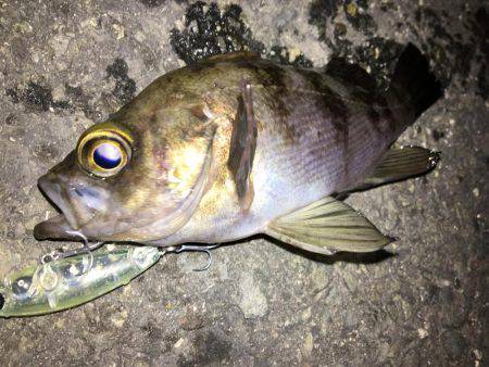 メバリング遠征