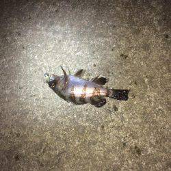 まだまだ、太刀魚