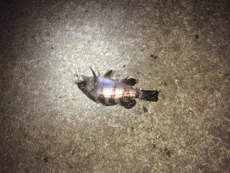 まだまだ、太刀魚