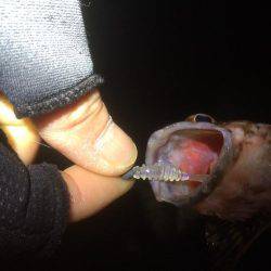 メバリングのはずが