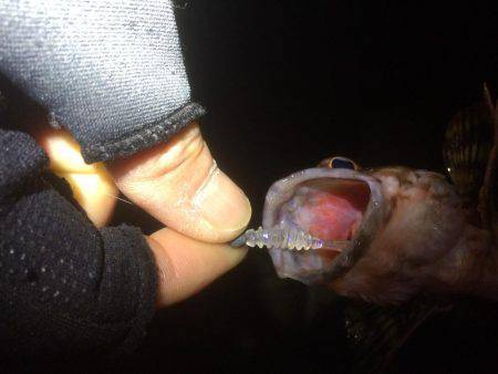 メバリングのはずが