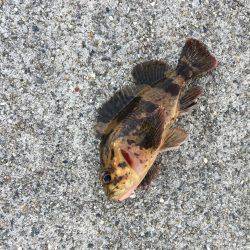 大晦日メバリング