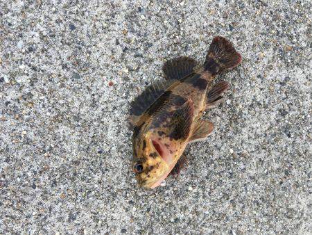 大晦日メバリング