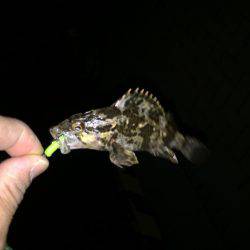 尺タケノコメバル