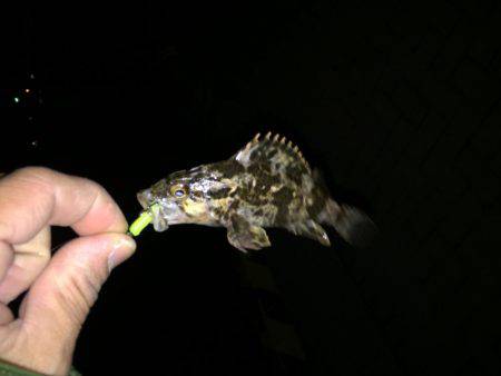 尺タケノコメバル