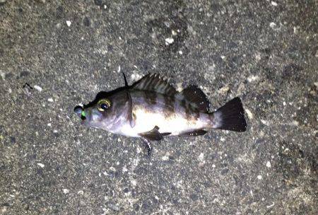 今季初メバリング！