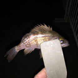 メバリング&ガシリング