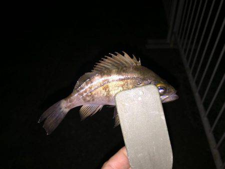 メバリング&ガシリング