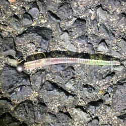 アジング好調！