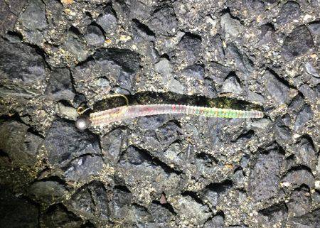 アジング好調！