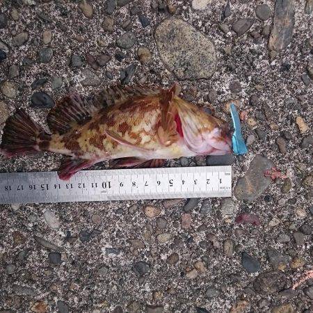 釣り初めは残念な結果に…