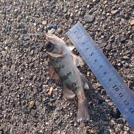 いつもの西大分港、赤灯台にて…