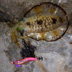 でかイカ求めて…