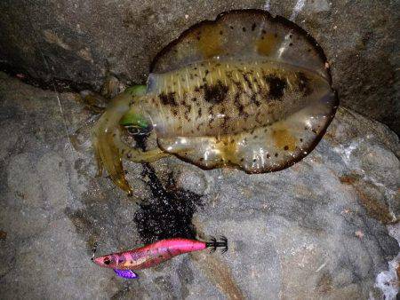 でかイカ求めて…