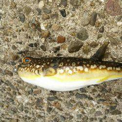 久しぶりの下津周辺釣行