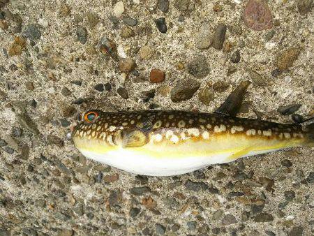 久しぶりの下津周辺釣行