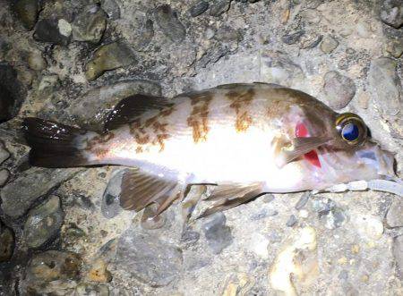 数は釣れるもサイズは…