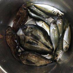 メバルの活性あがってきました！