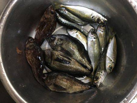 メバルの活性あがってきました！