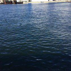 回遊待ちでポツポツ