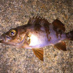 泉南メバル好調