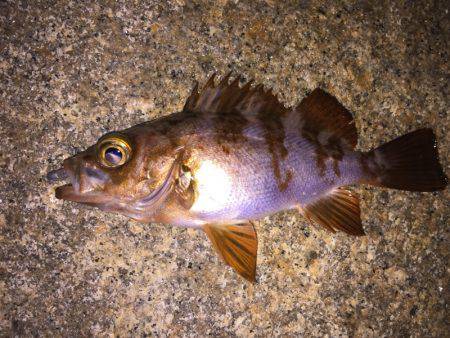 泉南メバル好調