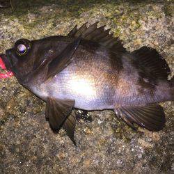 泉南メバル爆釣でした