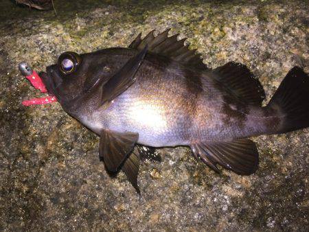 泉南メバル爆釣でした