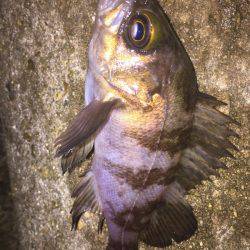 プラグでもワームでも