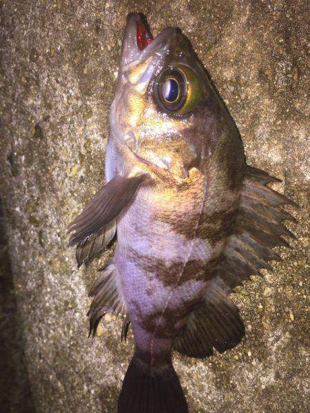 プラグでもワームでも