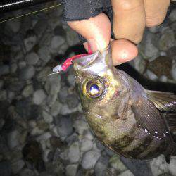 やっと初釣りに