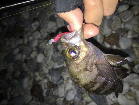 やっと初釣りに