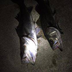 マイワシパターンのシーバスキャッチ成功