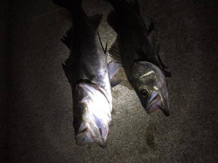 マイワシパターンのシーバスキャッチ成功