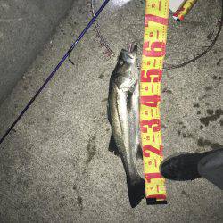 マイワシパターンのシーバス健在も…