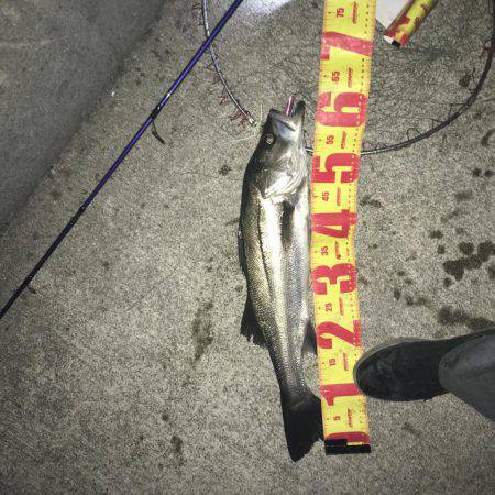 マイワシパターンのシーバス健在も…