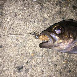 2017年初釣り滑り出し好調٩(๑❛ᴗ❛๑)۶