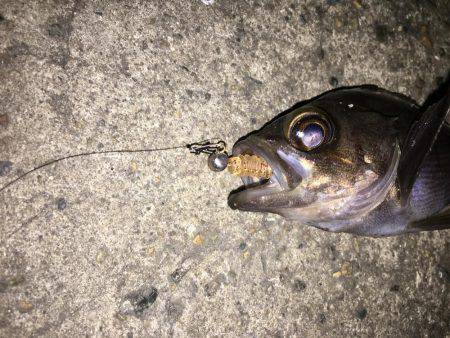 2017年初釣り滑り出し好調٩(๑❛ᴗ❛๑)۶