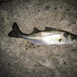 新規開拓メバリング